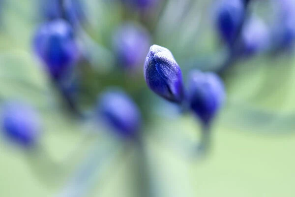 African lily, Agapanthus, purple flowers in shallow focus emerging on an umbel shaped