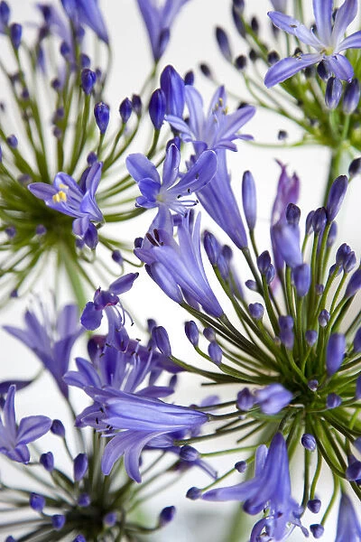African lily, Agapanthus, purple flowers on an umbel shaped flowerhead against a white