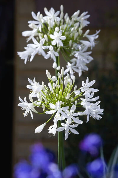 African lily, Agapanthus, white flowers emerging on an umbel shaped flowerhead