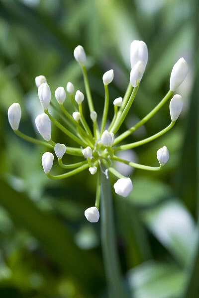African lily, Agapanthus, white flowers emerging on an umbel shaped flowerhead against a