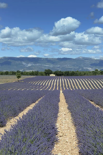 agriculture; Alpes maritimes; blue; bushes; clouds; Europe; European; farming; France; French