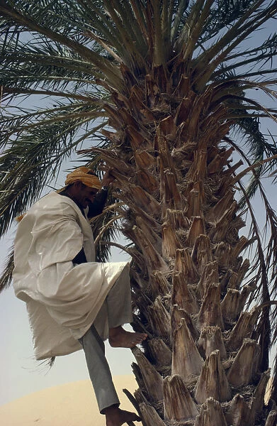 ALGERIA Man climbing date palm with bare feet