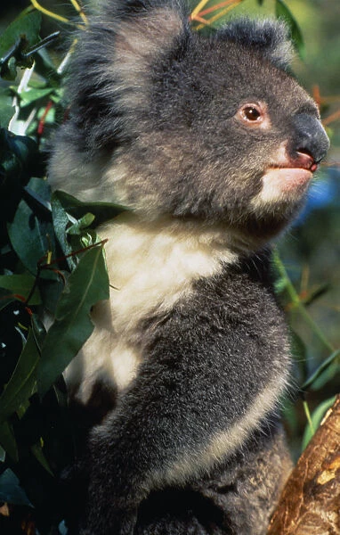 Australia, Animals, Portrait of Koala Bear in eucalyptus tree