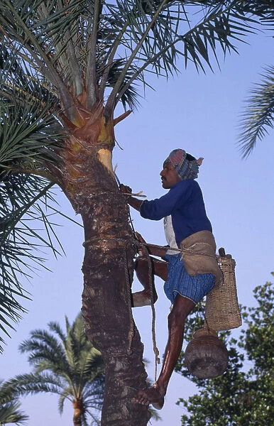 BANGLADESH, Khulna, Magura Labourer preparing palm tree to yield juice