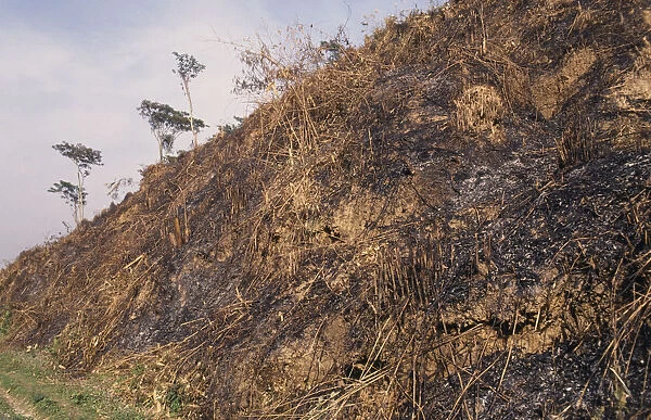 BANGLADESH, Sirmangal Slash and burn deforestation of hillside