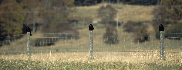 Birds, Perched, Rooks, Three rooks perched on fence posts