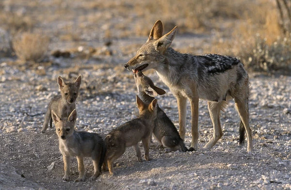 Black backed Jackal mother with pups outside den in the evening light