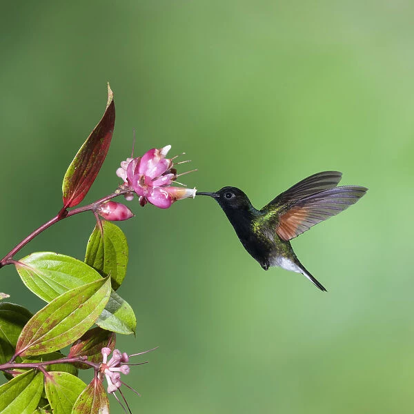 Black-bellied Hummingbird approaches a flower to feed in Costa Rica