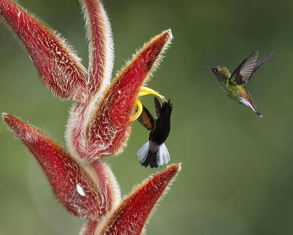 Black-bellied Hummingbird and Coppery-headed Emerald Hummingbird compete for a feeding