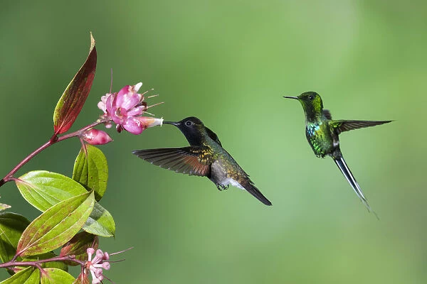 A Black-bellied Hummingbird feeds on a tropical blueberry flower while a Green Thorntail