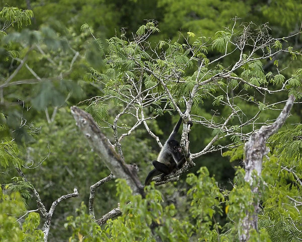 A Black-handed or Geoffroys Spider Monkey, Tikal National Park, Guatemala