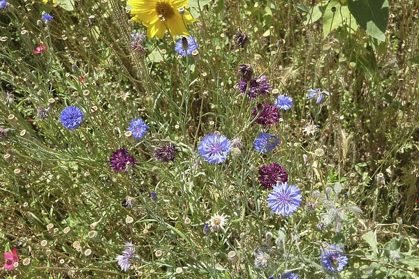 bleuet; Blue; Centaurea cyanus; Cornflower; Cornflowers; Europe; European; Flower; Flowers; France