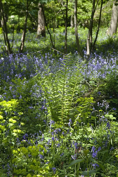 Bluebells, Hyacinthoides non-scripta, in woodland area near Crossbush, West Sussex