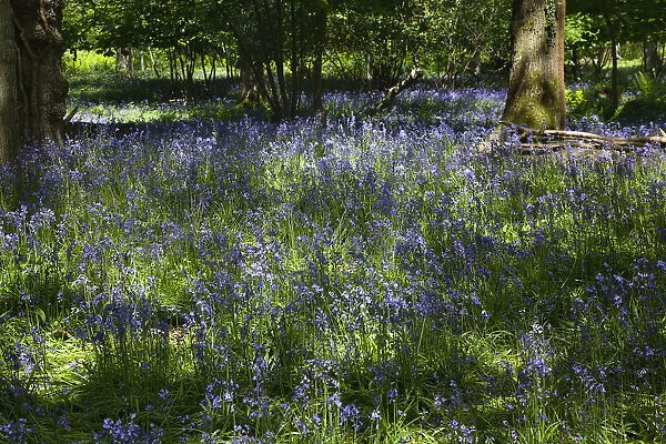 Bluebells, Hyacinthoides non-scripta, in woodland area near Crossbush, West Sussex