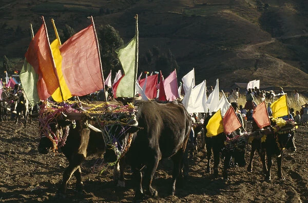 BOLIVIA, Cochabamba Ox ploughing festival. Ox cattle carrying coloured flags near