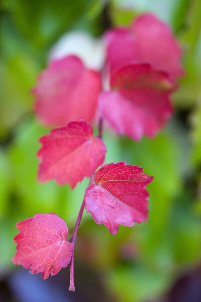 Boston ivy, Parthenocissus tricuspidata, close-up detail of red leaves isolated in