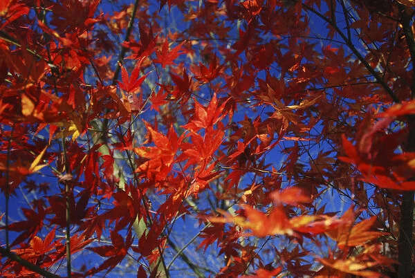 Branches and leaves of Japanese Acer Maple Tree