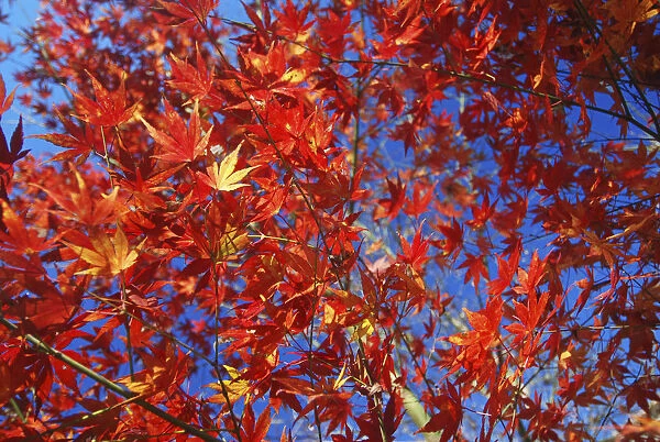 Branches and leaves of Japanese Acer Maple Tree