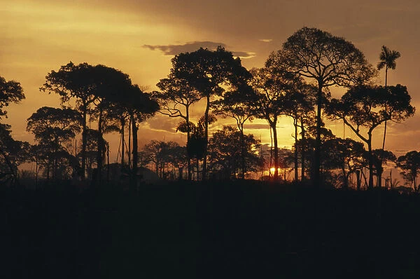 BRAZIL, Amazon, Acre Brazil nut trees silhouetted against sunset orange sky