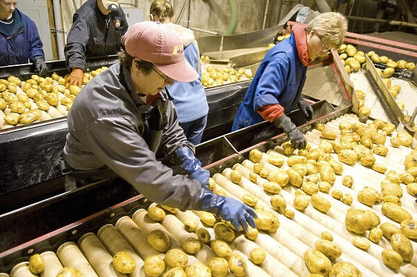Canada, Alberta, Chin, Sorting FL 1879 potatoes for transport to potato plant for