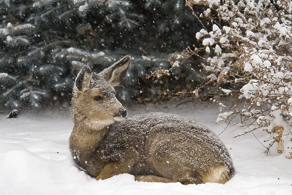 Canada, Alberta, Lethbridge Young Mule Deer sitting on the snow overwintering in