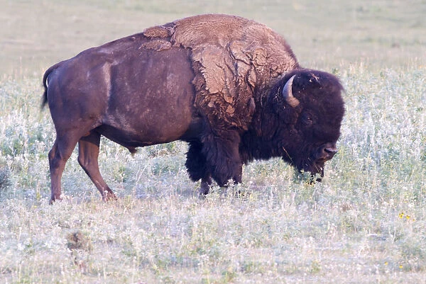 Canada, Alberta, Milk River Ridge, American Bison Bos bison