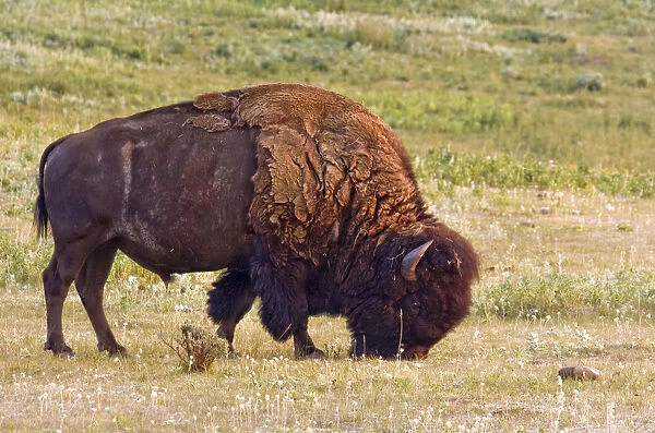 Canada, Alberta, Milk River Ridge American Bison Bos bison grazing on the plains near