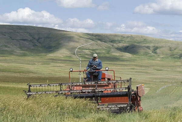 Canada, Alberta, Porcupine Hills, Harvesting feed oats on a ranch near the Cowboy Trail