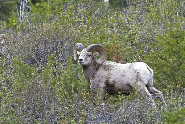 Canada, Alberta, Waterton Bighorn Sheep at Waterton Lakes National Park