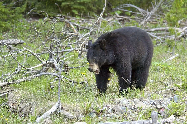 Canada, Alberta, Waterton Black Bear at Waterton Lakes National Park