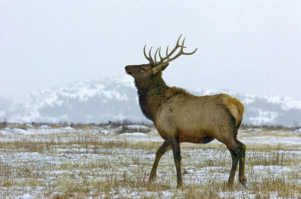 Canada, Alberta, Waterton Bull Elk during the fall rut at Waterton Lakes National Park