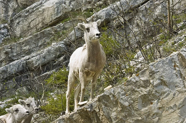 Canada, Alberta, Waterton Mountain Goat at Waterton Lakes National Park