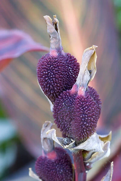 Canna, close up of purple seed pods in autumn