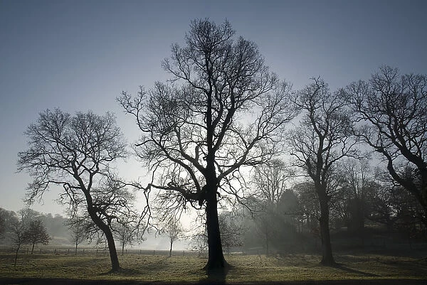 Castle Coole estate on a frosty morning with backlit silhouetted leafless trees