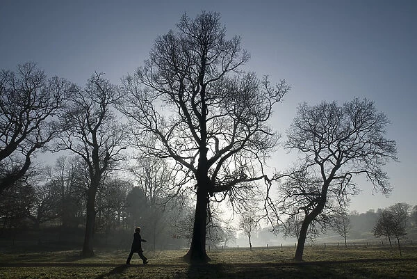 Castle Coole estate on a frosty morning with backlit silhouetted trees. A woman out walking