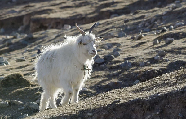 China, Tibet, Close up view of a goat on a mountain slope