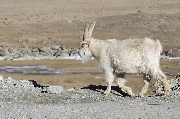 China, Tibet, Old Tibetan goat is wandering on a mountain slope