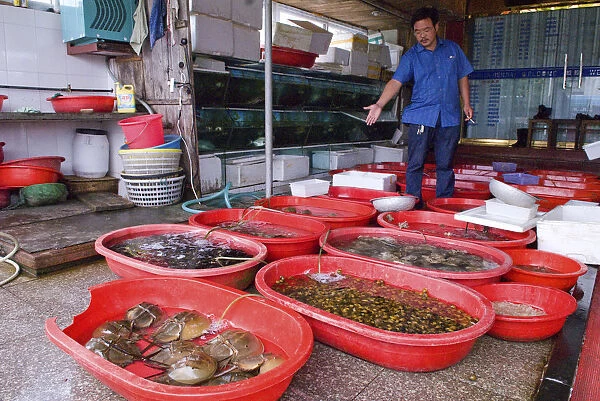 China, Zhejiang, Zhoushan Seafood restarurant owner showing his selection King Crabs
