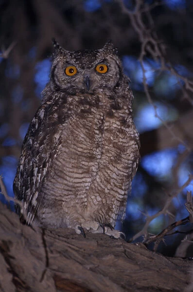 Close up of a Spotted Eagle Owl sitting on an acacia tree branch