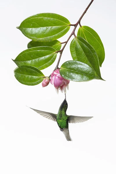 Coppery-headed Emerald Hummingbird in high key lighting. Costa Rica