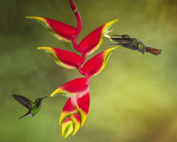 Coppery-headed Emerald and Rufous-tailed Hummingbirds
