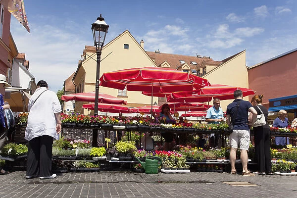Croatia, Zagreb, Old town, Fresh flowers for sale in Dolac market