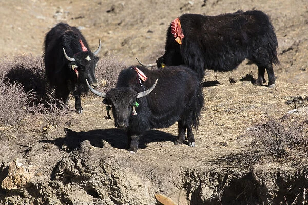 Domestic yaks identified by colorful ear tassels in Tibet