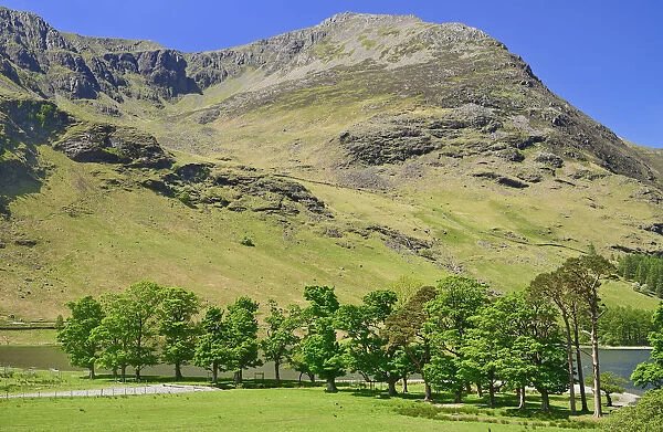 England, Cumbria, English Lake District, Buttermere Lake with the famous copse in the foreground