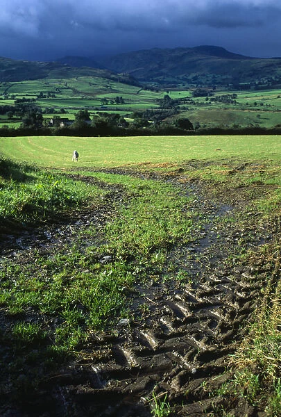 England, Cumbria, Lake District, View across green field with tractor tire tread marks on mud from Blencathra centre towards Saddle Beck and Lowrigg