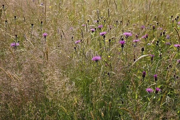 England, East Sussex, Rotherfield, wild flower meadow of grasses and clovers