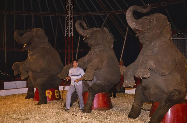 ENGLAND Elephant trainer inside circus tent with three performing elephants