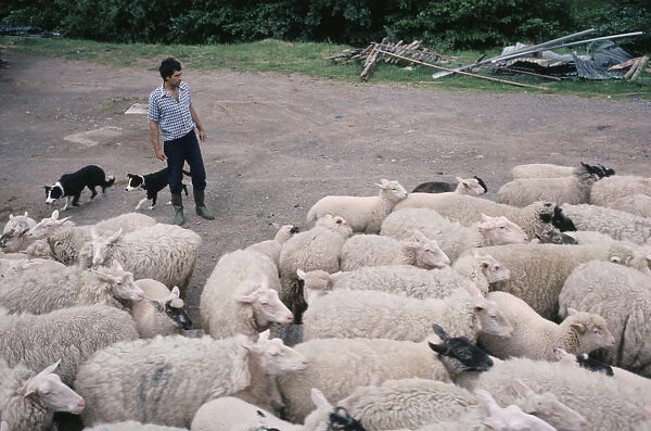 ENGLAND, Herefordshire Farmer moving sheep with pair of border collies