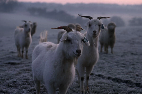 ENGLAND, Oxfordshire, Agriculture Cashmere goats standing on frosty ground in early