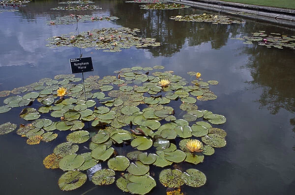 ENGLAND Surrey Woking Wisley Royal Horticultural Society Garden Pond with water lilies